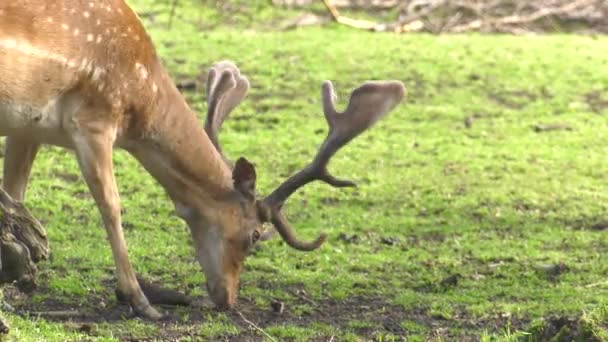 Jeunes chevreuils marchant dans la forêt d'été. Les cerfs pâturent dans une prairie 