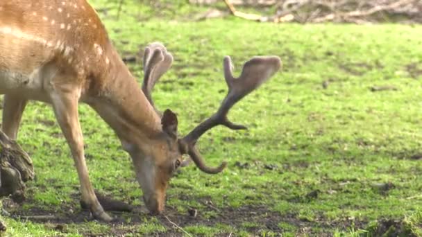 Jonge Ree Wandelen Het Woud Van Zomer Herten Grazen Wei — Stockvideo