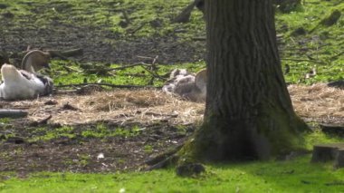 Birçok kaz çim üzerinde yürüyor. 4k, Uhd, 50p, 60p, kaydırma, portre.