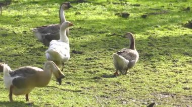 Birçok kaz çim üzerinde yürüyor. 4k, Uhd, 50p, 60p, kaydırma, portre.
