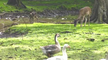 Birçok kaz çim üzerinde yürüyor. 4k, Uhd, 50p, 60p, kaydırma, portre.