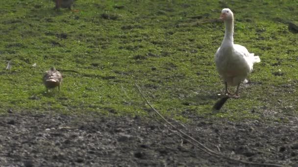 Beaucoup d'oies marchent sur l'herbe. 4K, UHD, 50p, 60p, Panoramique, Gros plans .