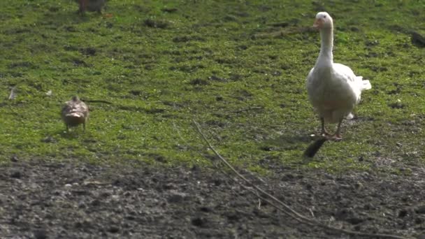 Beaucoup Oies Marchent Sur Herbe Uhd 50P 60P Panoramique Gros — Video