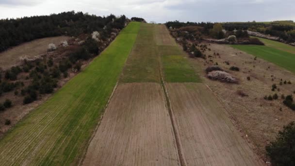 Beautiful View Agricultural Field Cloudy Spring Day Drone Flying Wheat — Video Stock