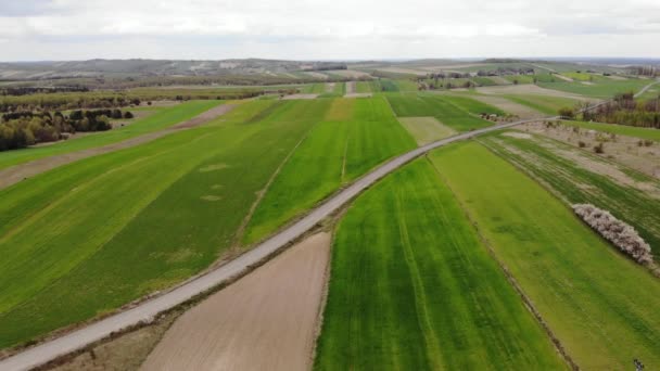 Beautiful View Agricultural Field Cloudy Spring Day Drone Flying Wheat — Videoclip de stoc