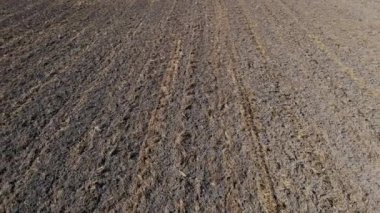 Beautiful view of  agricultural field on cloudy spring day. Drone flying over wheat field in the countryside.