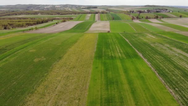 Beautiful View Agricultural Field Cloudy Spring Day Drone Flying Wheat — Stockvideo