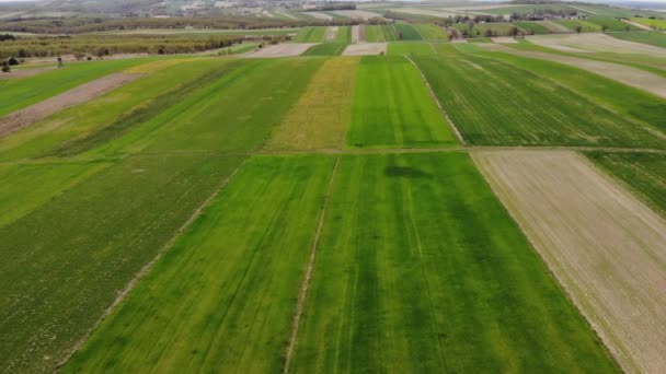 Beautiful View Agricultural Field Cloudy Spring Day Drone Flying Wheat — Videoclip de stoc