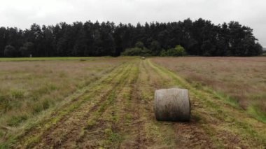 Beautiful view of  agricultural field on cloudy spring day. Drone flying over wheat field in the countryside.