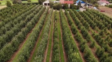 Agricultural field, apple farms. Wide fields of Apple plantation.4K, UHD, Cinematic, Aerial footage.