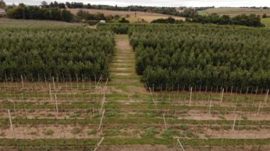 Agricultural field, apple farms. Wide fields of Apple plantation.4K, UHD, Cinematic, Aerial footage.