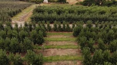 Agricultural field, apple farms. Wide fields of Apple plantation.4K, UHD, Cinematic, Aerial footage.