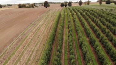 Agricultural field, apple farms. Wide fields of Apple plantation.4K, UHD, Cinematic, Aerial footage.