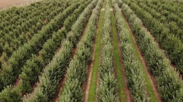 Agricultural Field Apple Farms Wide Fields Apple Plantation Uhd Cinematic — Αρχείο Βίντεο