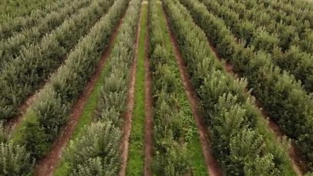 Agricultural Field Apple Farms Wide Fields Apple Plantation Uhd Cinematic — Vídeos de Stock