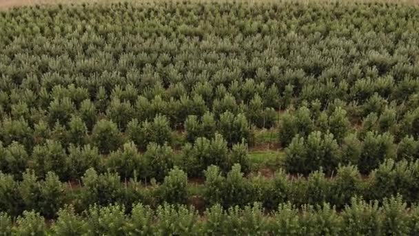 Agricultural Field Apple Farms Wide Fields Apple Plantation Uhd Cinematic — Vídeo de stock