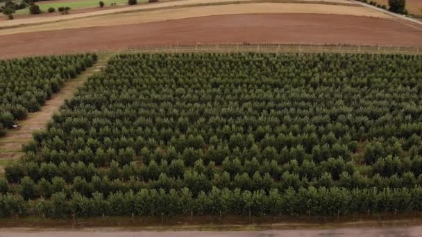 Agricultural Field Apple Farms Wide Fields Apple Plantation Uhd Cinematic — Stockvideo