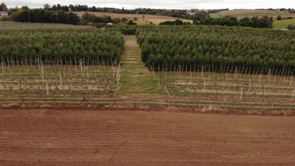 Agricultural Field Apple Farms Wide Fields Apple Plantation Uhd Cinematic — Wideo stockowe