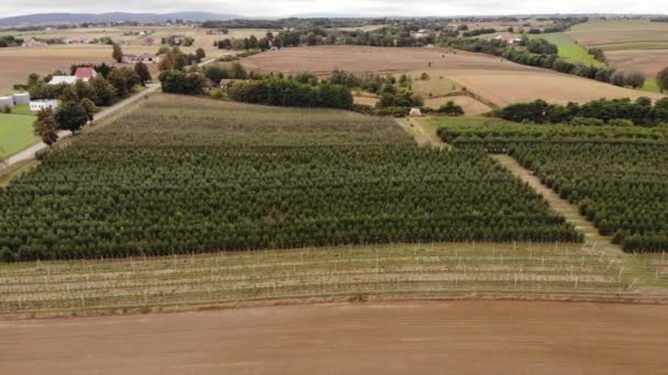 Agricultural Field Apple Farms Wide Fields Apple Plantation Uhd Cinematic — Wideo stockowe