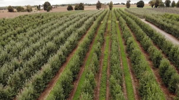 Agricultural Field Apple Farms Wide Fields Apple Plantation Uhd Cinematic — Wideo stockowe