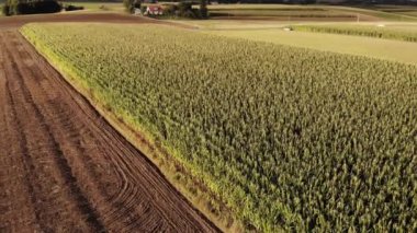 Colorful fields.4K, UHD, Cinematic, Aerial footage