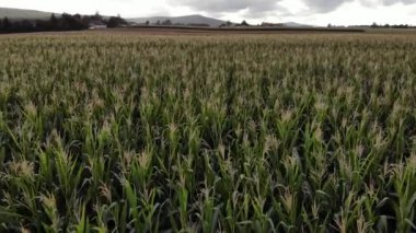 Colorful fields.4K, UHD, Cinematic, Aerial footage