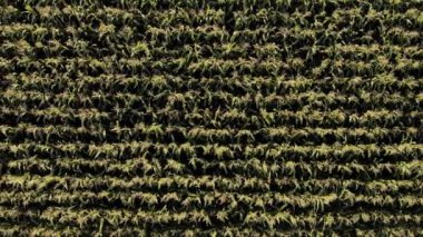 Colorful fields.4K, UHD, Cinematic, Aerial footage