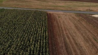 Colorful fields.4K, UHD, Cinematic, Aerial footage