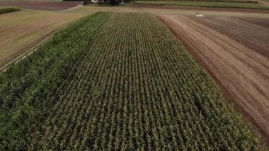 Colorful fields.4K, UHD, Cinematic, Aerial footage