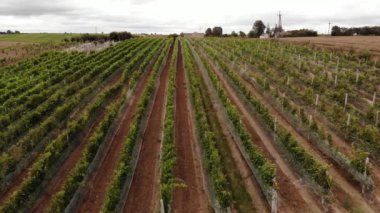 Vineyard plantation in late afternoon lights in Europe. Drone shot.4K, UHD, Cinematic, Aerial footage