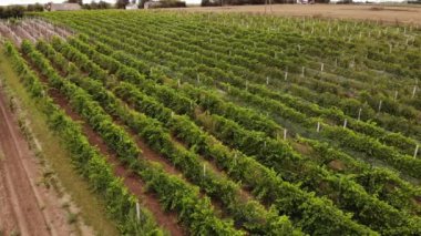 Vineyard plantation in late afternoon lights in Europe. Drone shot.4K, UHD, Cinematic, Aerial footage