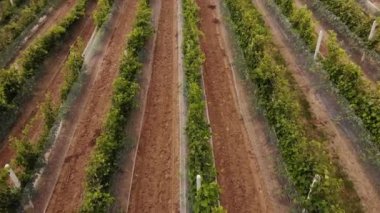 Vineyard plantation in late afternoon lights in Europe. Drone shot.4K, UHD, Cinematic, Aerial footage