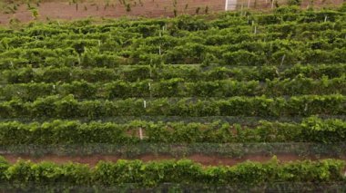 Vineyard plantation in late afternoon lights in Europe. Drone shot.4K, UHD, Cinematic, Aerial footage