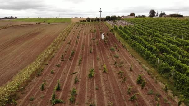 Vineyard Plantation Late Afternoon Lights Europe Drone Shot Uhd Cinematic — Stockvideo