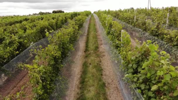 Vineyard Plantation Late Afternoon Lights Europe Drone Shot Uhd Cinematic — Αρχείο Βίντεο