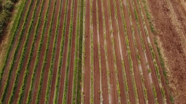 Vineyard Plantation Late Afternoon Lights Europe Drone Shot Uhd Cinematic — Stockvideo