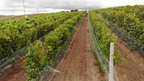 Vineyard Plantation Late Afternoon Lights Europe Drone Shot Uhd Cinematic — Αρχείο Βίντεο