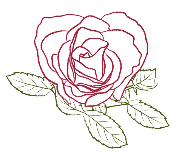 Rosa Sobre Fondo Blanco — Vector de stock