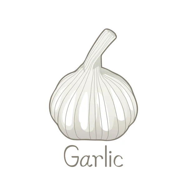 Garlic2 — Stock vektor