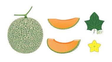 Beyaz arkaplanda izole edilmiş kavun seti.