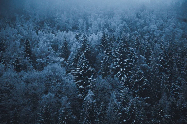 atmosferik puslu çam ormanı, Yaremche, Ukrayna