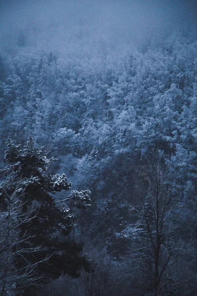 Forêt Pins Brumeux Atmosphérique Yaremche Ukraine — Photo