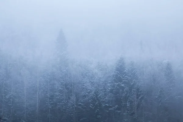 Atmosfäriska Dimmiga Tallskog Yaremche Ukraina — Stockfoto