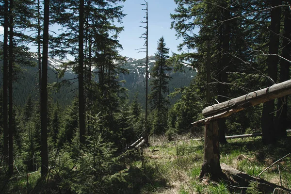 Scenic View Famous Hoverla Mountain Beauty Vorokhta Carpathian Ukraine — Stock Photo, Image