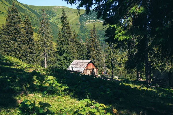 güzel manzara dağının Petros, Karpat, Ukrayna