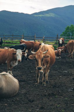 paddock, dağ Popivan, Karpat Dağları, Ukrayna, yerli inek sürüsü