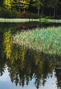 deniz, göl Maricheyka, Yaremche, Ukrayna yansıtan orman manzaralı görünüm