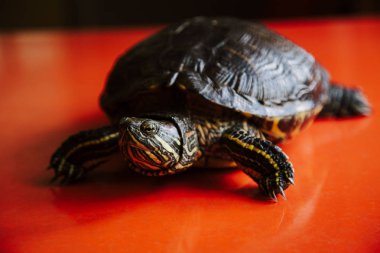 Kaplumbağa kırmızı zemin üzerine, yakın çekim