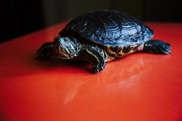 Primer Plano Tortuga Sobre Fondo Rojo — Foto de Stock