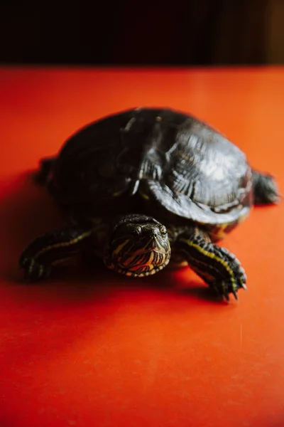 Primer Plano Tortuga Sobre Fondo Rojo — Foto de Stock